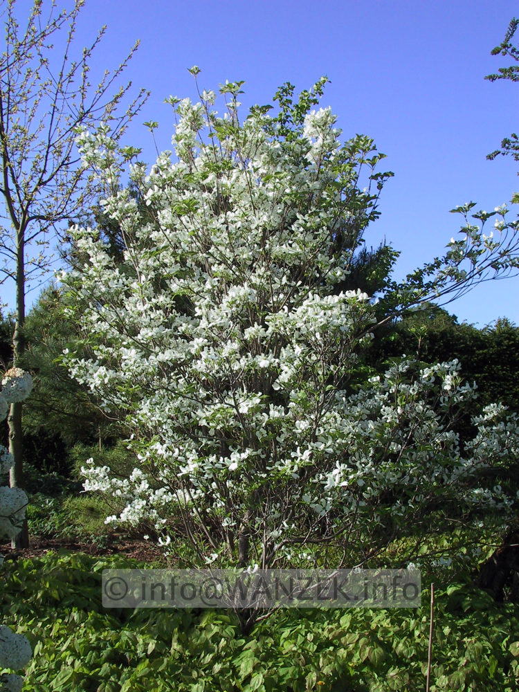 Cornus florida 4.JPG